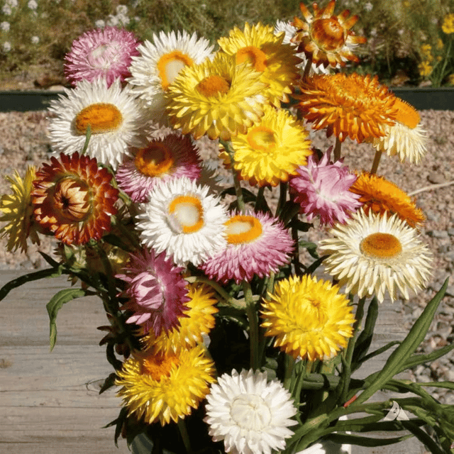 Helichrysum Mixed Flower Seeds – F3 Hybrid (Pack of 40 Seeds)