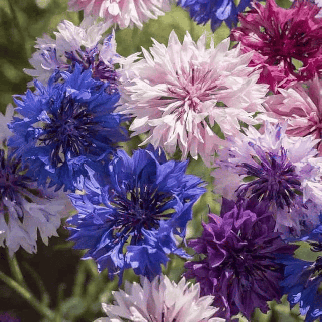 Corn Flower Seeds – F3 Hybrid (Pack of 30-40 Seeds)