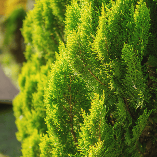 Morpankhi / Thuja / Oriental Arbor Seeds – F3 Hybrid (Pack of 10 Seeds)