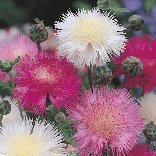 Sweet Sultan Flower Seeds – F3 Hybrid (Pack of 50 Seeds)
