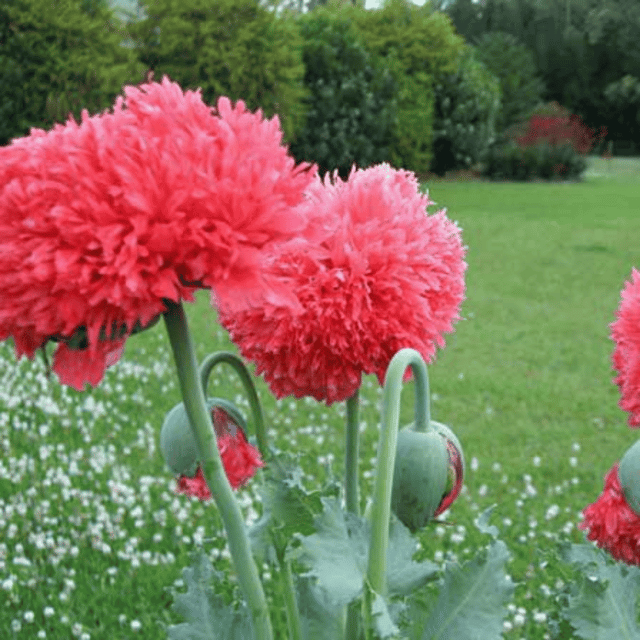 Poppy Shirley Flower Seeds – F3 Hybrid (Pack of 100 Seeds)