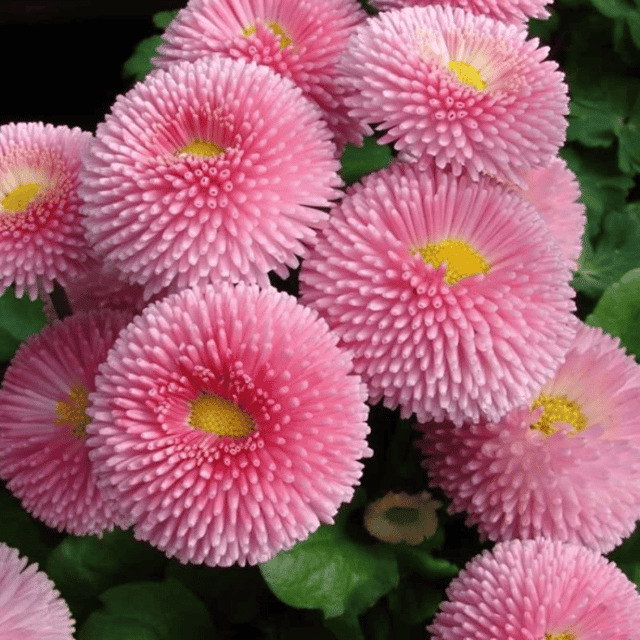 Paper Daisy Flower Seeds – F3 Hybrid (Pack of 80Seeds)