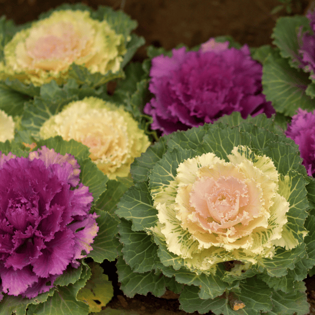 Ornamental Kale Flower Seeds – F3 Hybrid (Pack of 40 Seeds)
