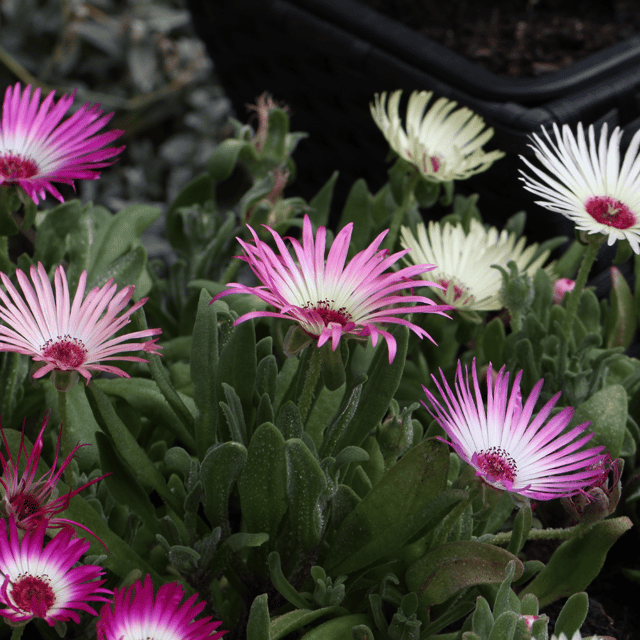 Ice Plant Mesembryanthemum Flower Seeds – F3 Hybrid (Pack of 80-100 Seeds)