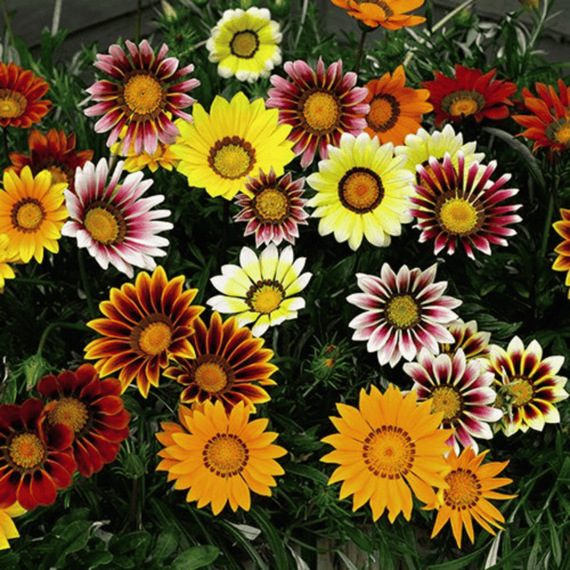 Gazania Mixed Flower Seeds – F3 Hybrid (Pack of 40 Seeds)