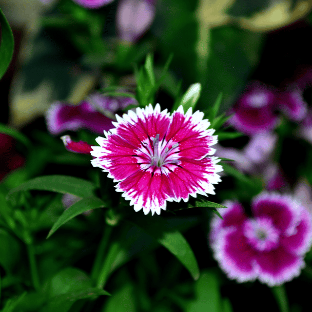 Dianthus Mixed Flower Seeds – F3 Hybrid (Pack of 40 Seeds)