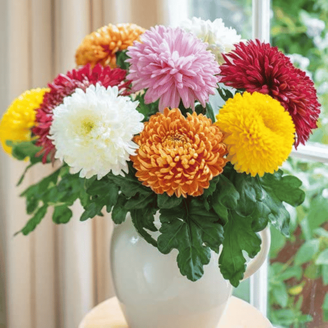 Chrysanthemum Coronarium Mix Flower Seeds – F3 Hybrid (Pack of 40 Seeds)