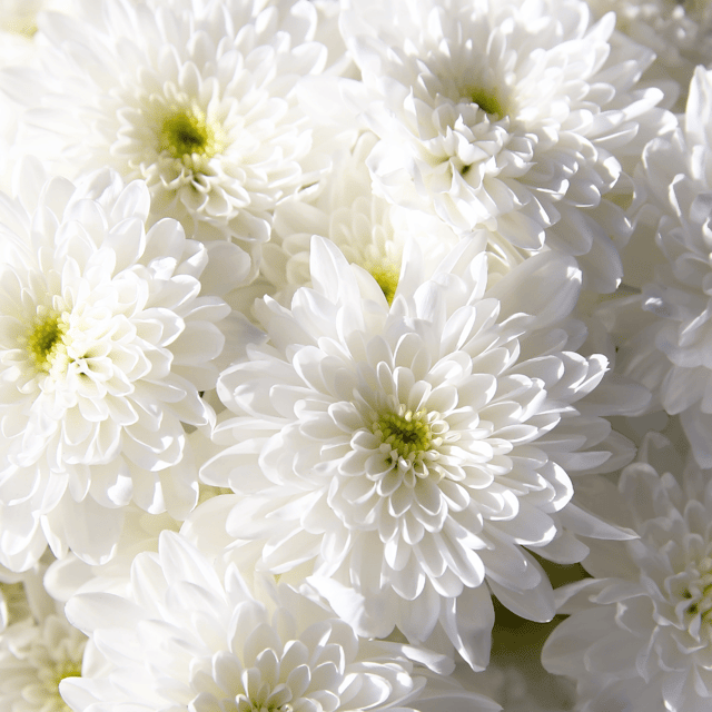 Chrysanthemum Babuna White Flower Seeds – F3 Hybrid (Pack of 40 Seeds)
