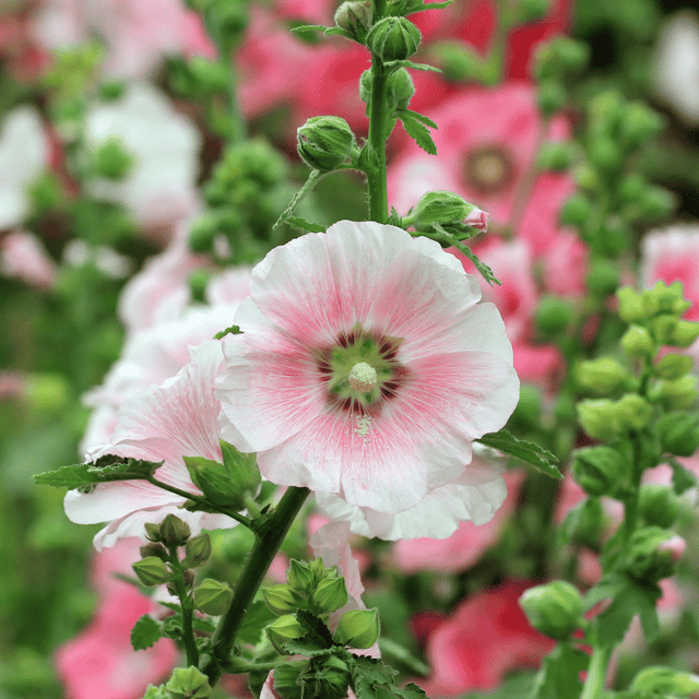 Hollyhock Mixed Color Flower Seeds – F3 Hybrid (Pack of 25 Seeds)