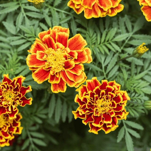 French Marigold Flower Seeds – F3 Hybrid (Pack of 40-50 Seeds)