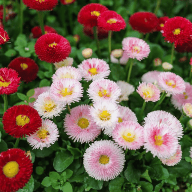 Daisy Mixed Color Flower Seeds – F3 Hybrid (Pack of 100 Seeds)