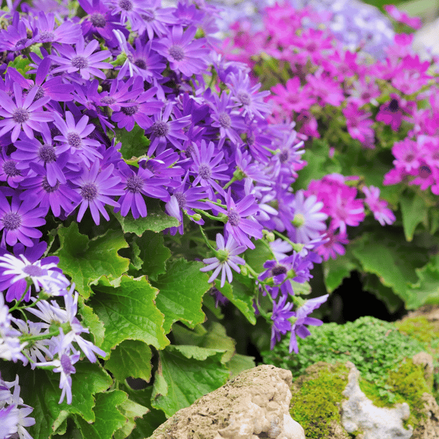 Cineraria Mixed Color Flower Seeds – F3 Hybrid (Pack of 70-80 Seeds)