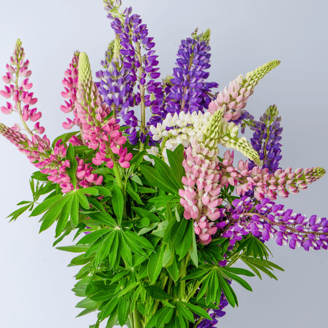 Lupine Mixed Color Flower Seeds – F3 Hybrid (Pack of 20 Seeds)