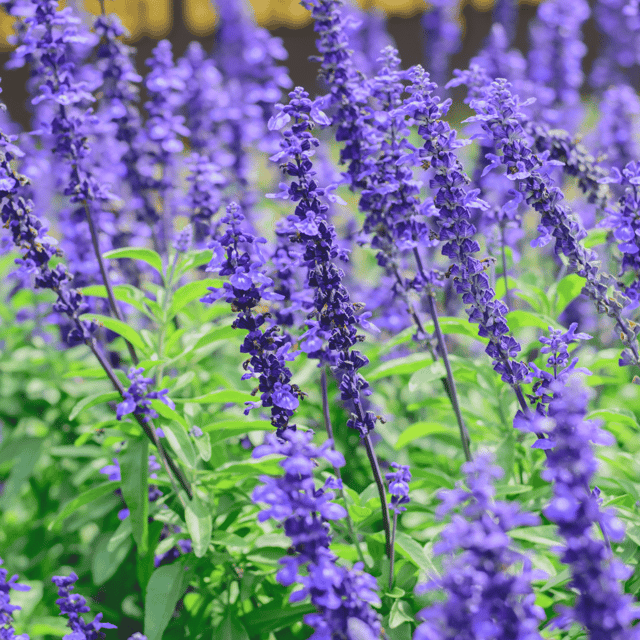 Salvia Mixed Color Flower Seeds – F3 Hybrid (Pack of 50 Seeds)