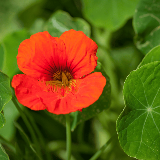 Nasturtium Mixed Color Seeds – F3 Hybrid (Pack of 10 Seeds)