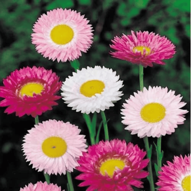 Acroclinium Roseum Flower Seeds – F3 Hybrid (Pack of 30 Seeds)