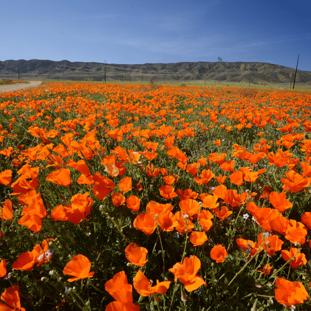 Poppy California Mixed Color Seeds – F3 Hybrid (Pack of 40 Seeds)