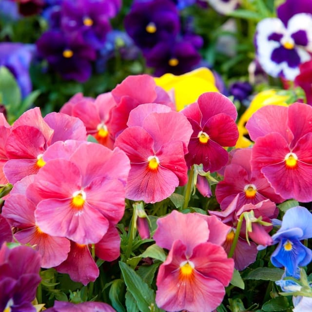 Pansy Mixed Color Seeds – F3 Hybrid (Pack of 70-80 Seeds)