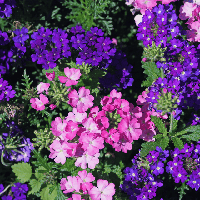 Verbena Mixed Color Flower Seeds (Pack Of  40 Seeds)