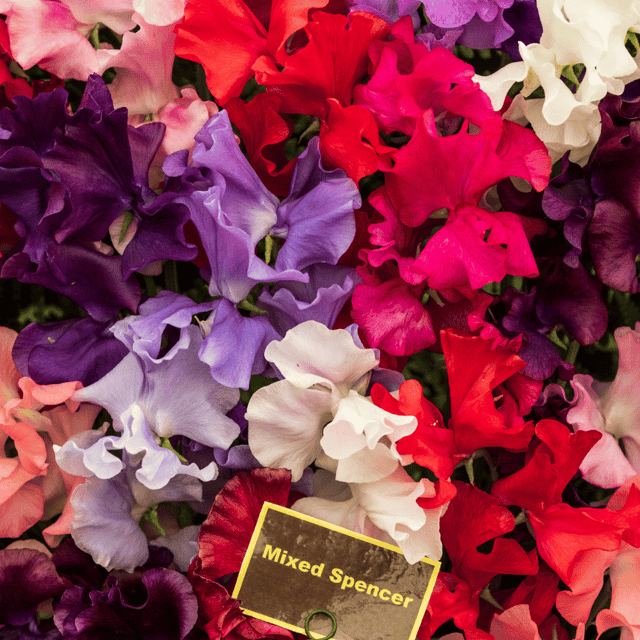 Sweet Pea Spencer Mixed Color Flower Seeds (Pack of 15-20 Seeds)