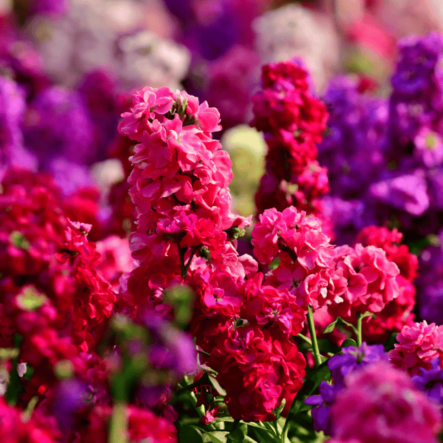 Stocks Mixed Color Flower Seeds (Pack of 70-80 Seeds)