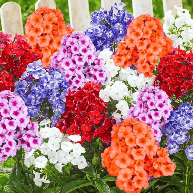 Phlox Mixed Flower Seed (Pack of 70-80 Seeds)