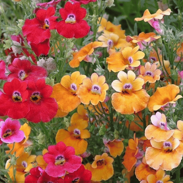 Nemesia Mixed Flower Seed (Pack of 100 Seeds)