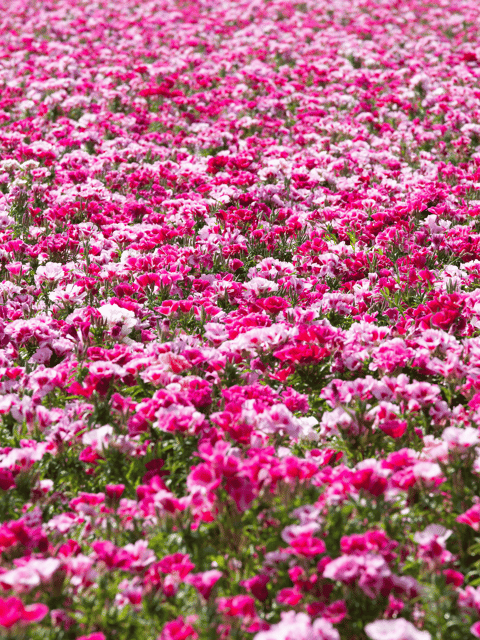 Clarkia Mixed Flower Seeds (Pack of 70-80 Seeds)