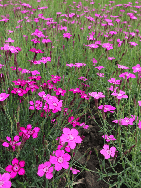 Candytuft Mixed Color Flower Seeds (Pack of 40 Seeds)