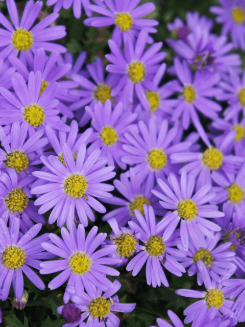Brachyscome Mixed Flower Seeds- F2 Hybrid (Pack of 100 Seeds)