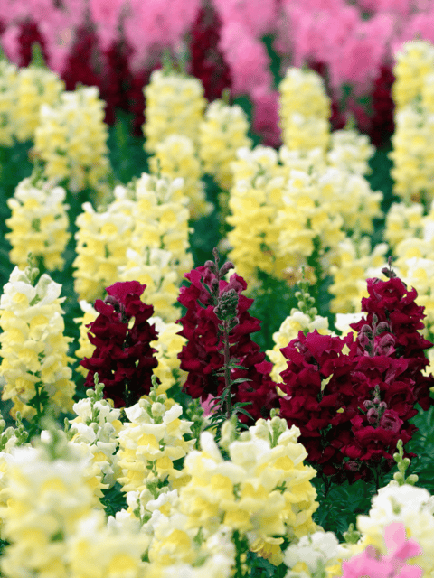 Antirrhinum Mixed Flower Seeds - Snapdragon (Pack Of 70-80 seeds)
