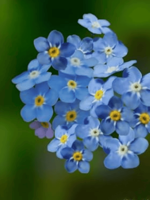 Alyssum Blue Flower Seeds (Pack Of 70-80 seeds)