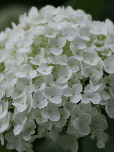 Alyssum White Flower Seeds (Pack Of 70-80 seeds)