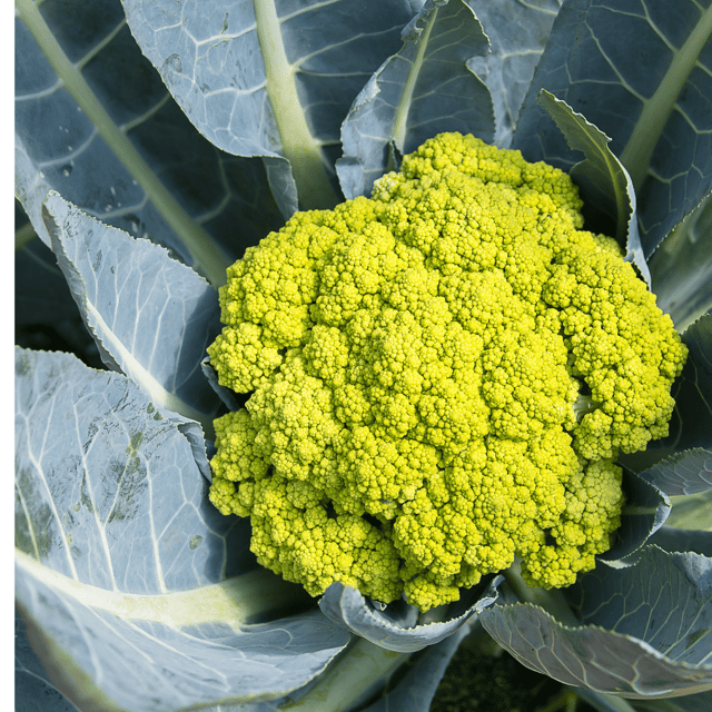 Exotic Vegetable - Cauliflower Green Seeds (Pack Of 40 Seeds)