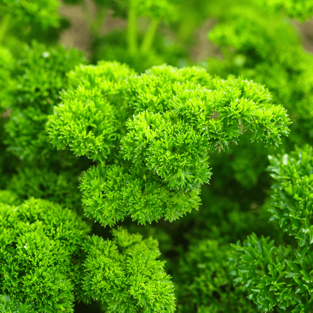 Parsley Herb Seeds (Pack Of - 60-70 Seeds)