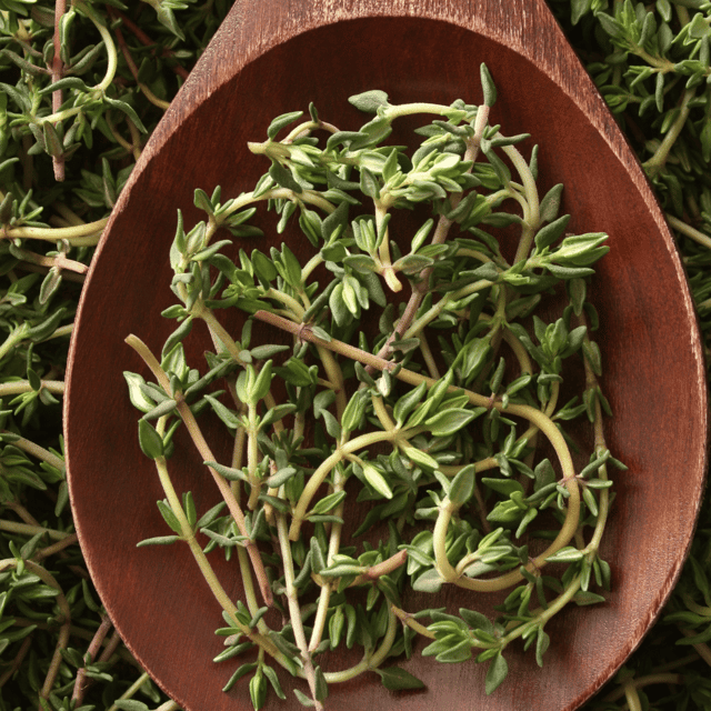 Thyme Herb Seeds (Pack Of - 60-70 Seeds)