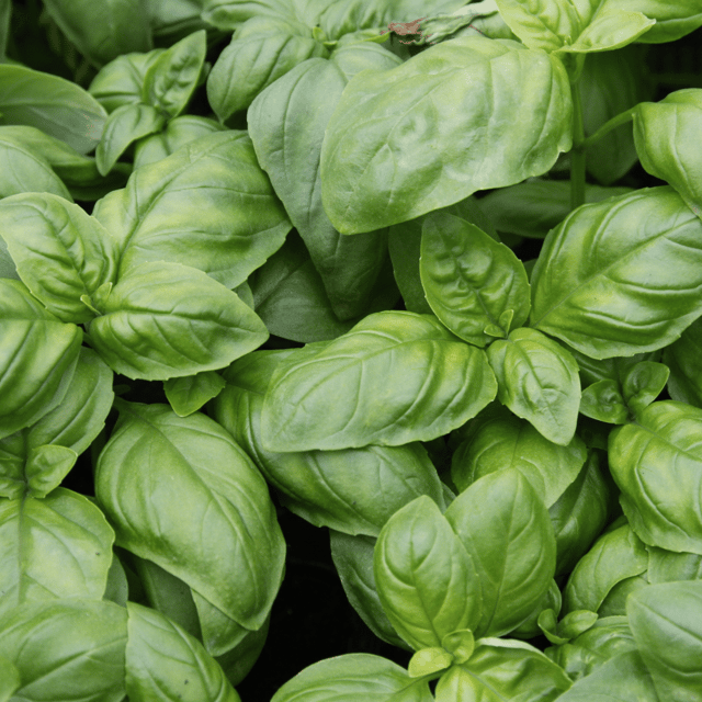Basil / Tulsi Italian Herb Seeds (Pack Of - 60-70 Seeds)