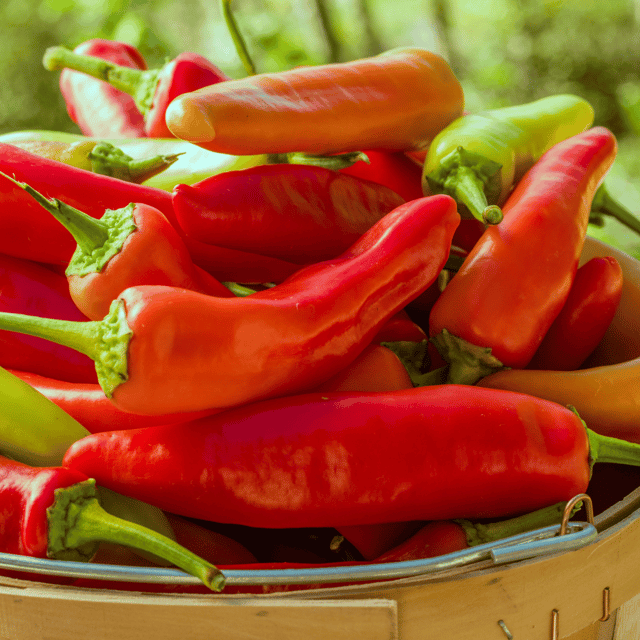 Organic (Desi) Banana Pepper(Red) Seeds(Pack Of - 20 Seeds)
