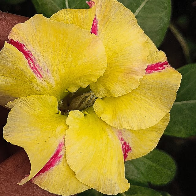 Grafted Adenium Plants Combo | Pack of 9 Plants I hybrid