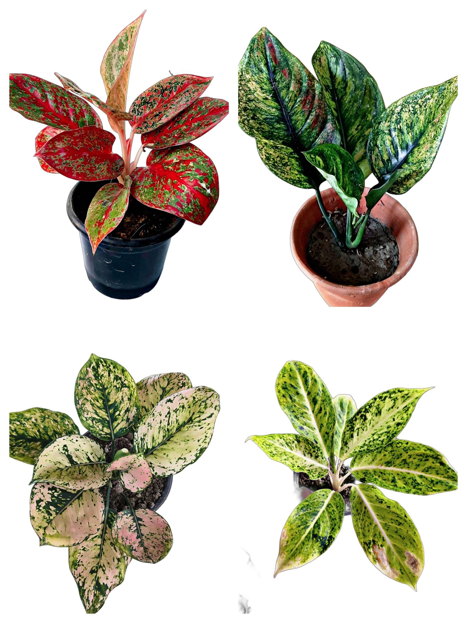 New AGLONEMA , healthy plants , PACK OF 4 PLANTS