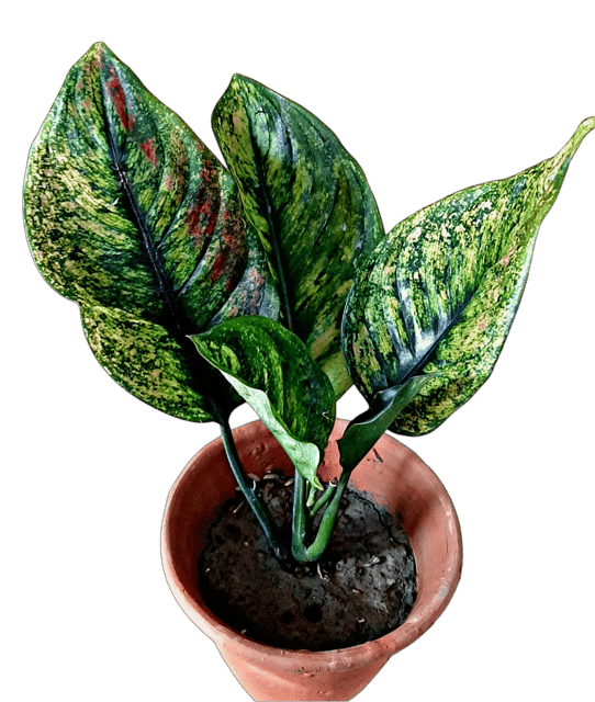 New AGLONEMA , healthy plants , PACK OF 4 PLANTS