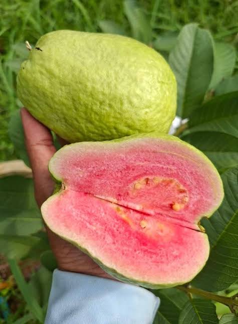 Red Dimond1 Guava (Jarvi) Plant-Green Tree Nursery