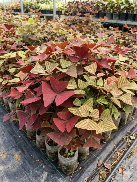 Butterfly Wing Plant