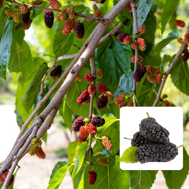 Mulberry Shahtoot All Time Layering/Grafted Fruit Plant (1.5-2 Feet Height)