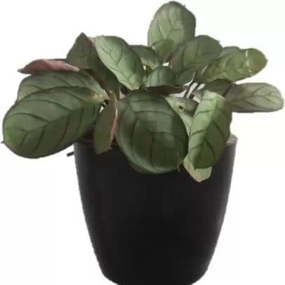 Plants Villa - 6 Inch Valencia Plastic Pot