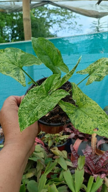 Syngonium Mojito Plant (Arrowhead Vine)-PLANT LOVERS NURSERY