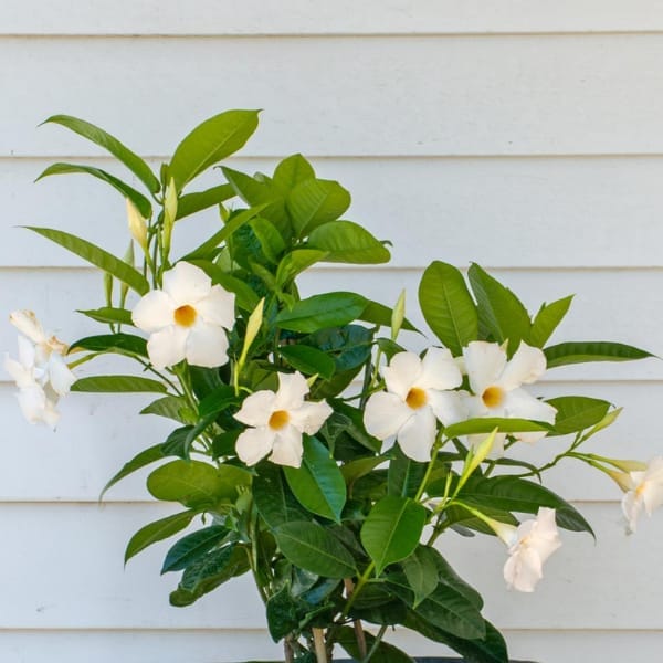 Mandevilla (White)  Flowering Plant (Height 1.5-2 Feet) For Home Garden Shrub/Bush Tree