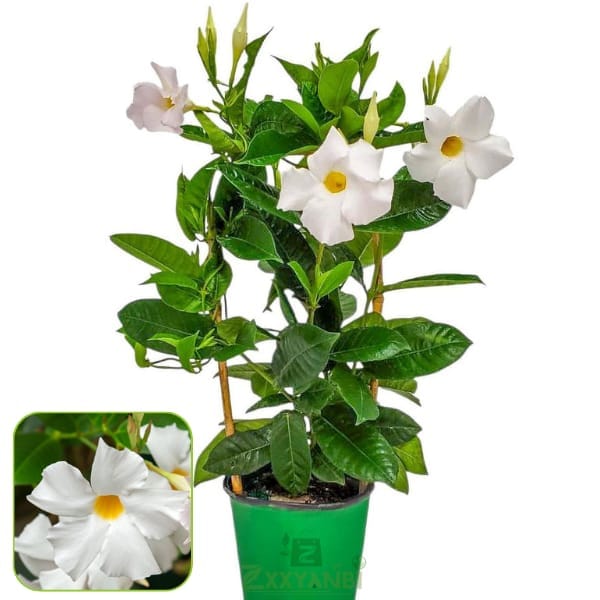 Mandevilla (White)  Flowering Plant (Height 1.5-2 Feet) For Home Garden Shrub/Bush Tree