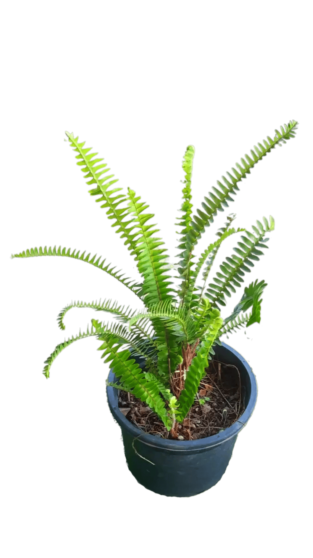 Bosten Fern Indoor Decorative Live Plant [RAJ GARDEN PLANTS]