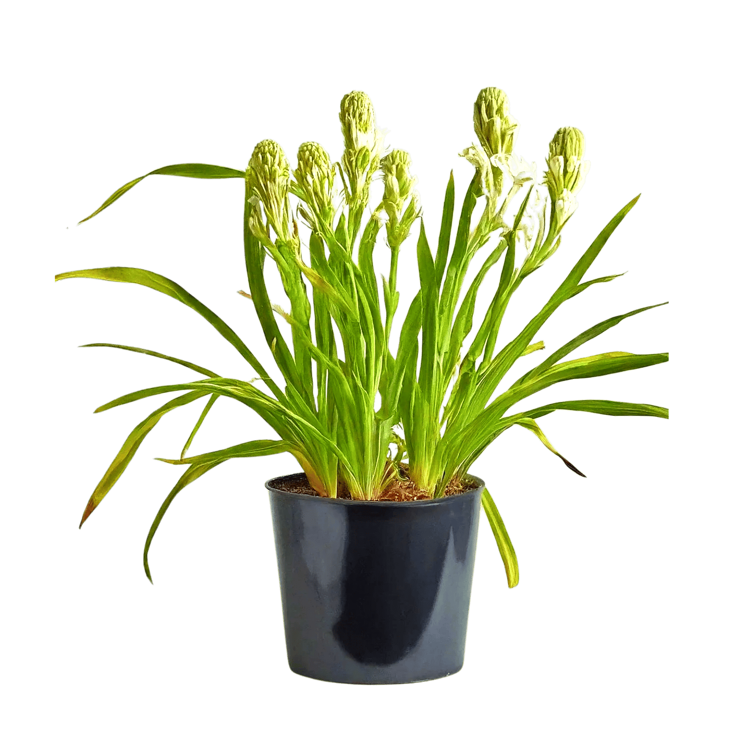 Rajni Gandha Double dwarf Flower bulb pack of 2 [RAJ GARDEN PLANTS]